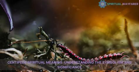 Exploring Centipede Spiritual Meaning: Resilience.